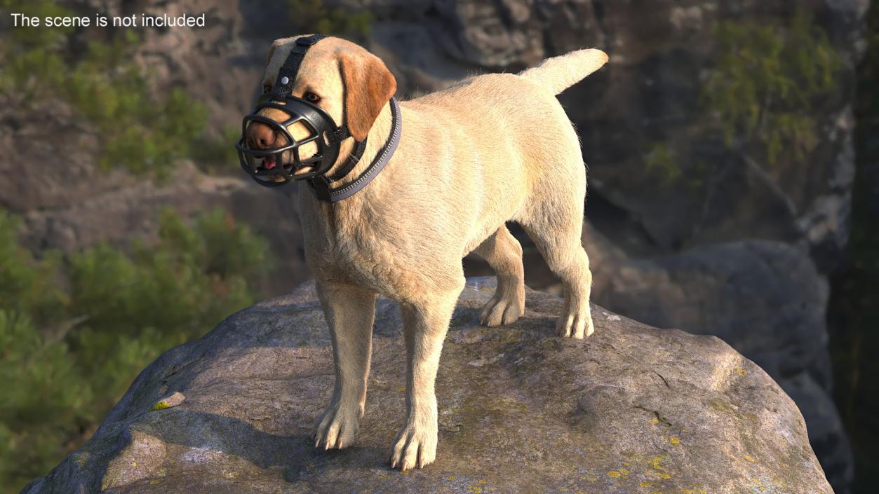 3D Labrador in a Muzzle Baskerville Fur