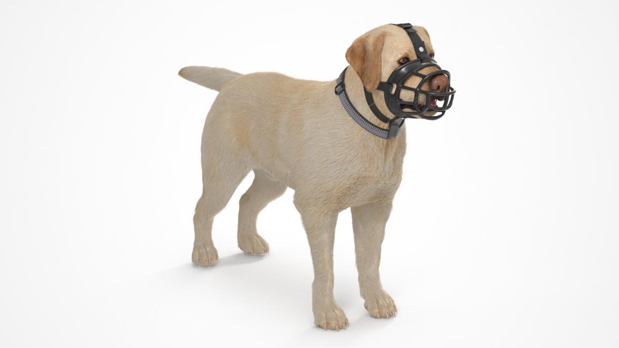 3D Labrador in a Muzzle Baskerville Fur