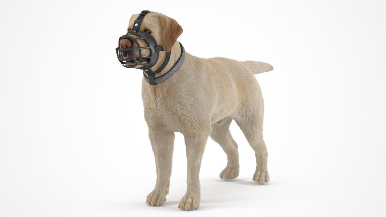 3D Labrador in a Muzzle Baskerville Fur