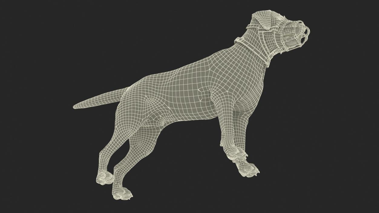 3D Labrador in a Muzzle Baskerville Fur