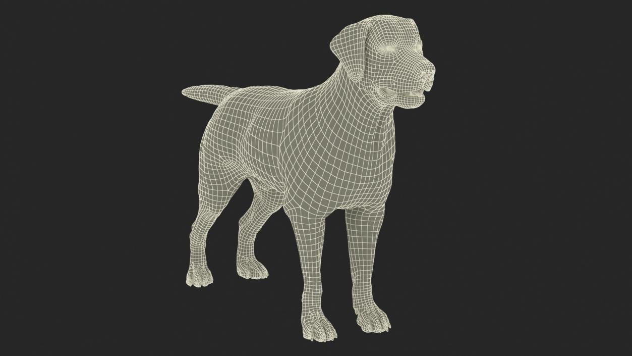 3D Labrador in a Muzzle Baskerville Fur