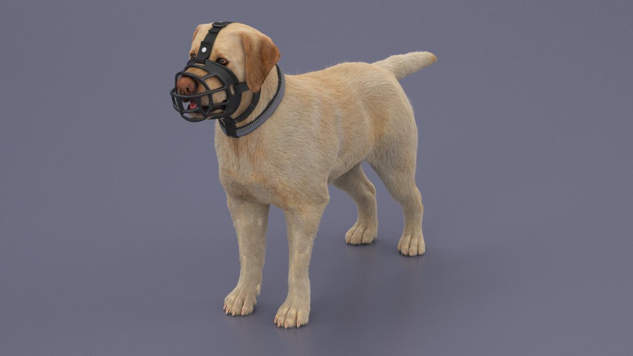 3D Labrador in a Muzzle Baskerville Fur