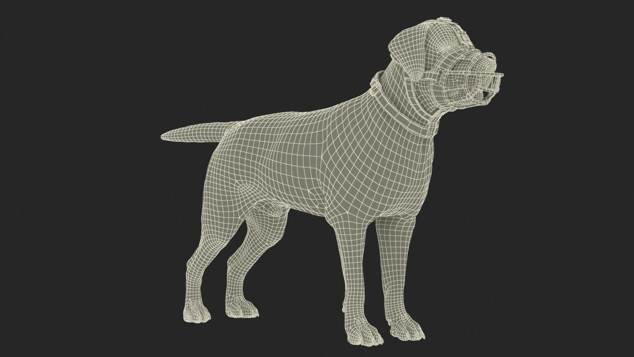 3D Labrador in a Muzzle Baskerville Fur