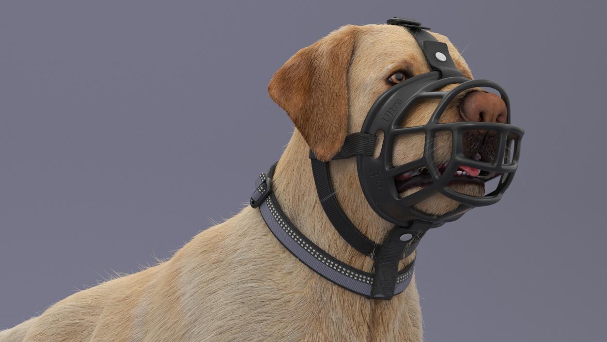 3D Labrador in a Muzzle Baskerville Fur