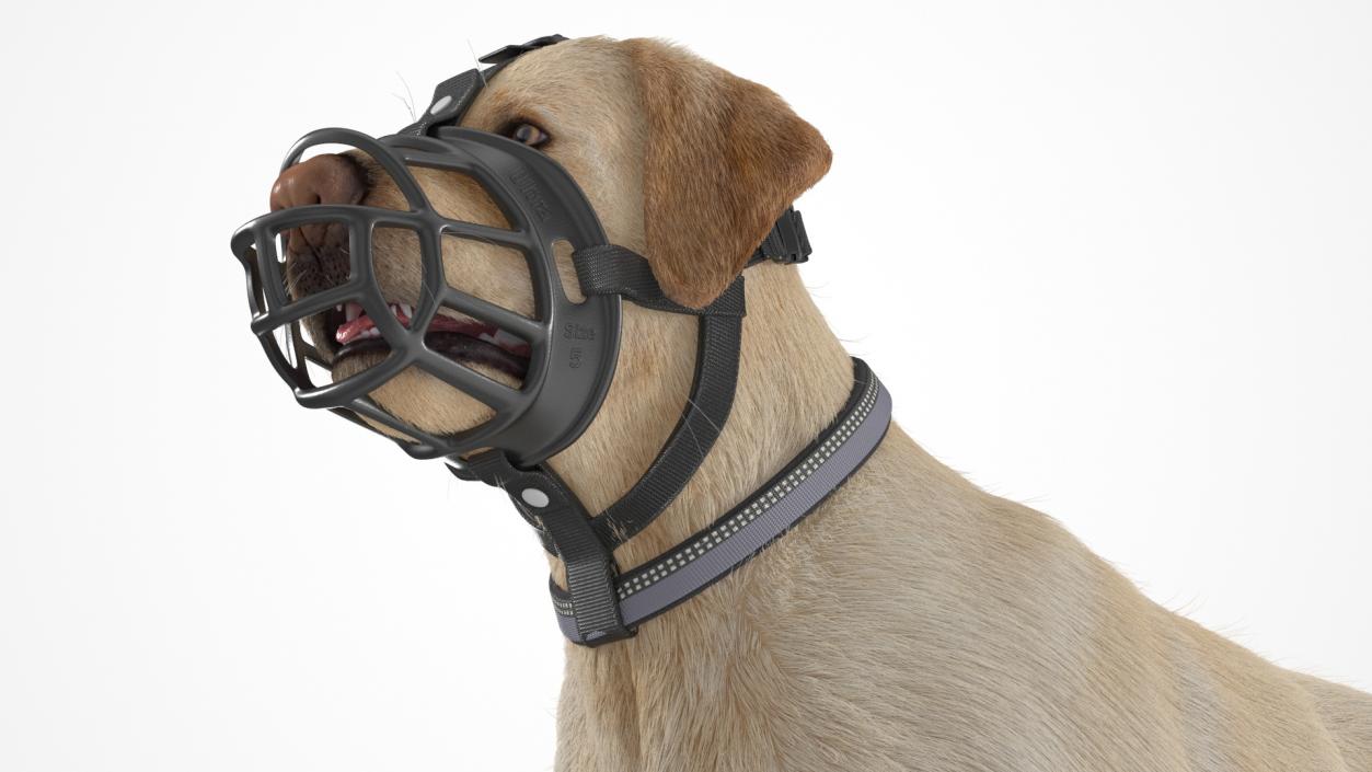 3D Labrador in a Muzzle Baskerville Fur