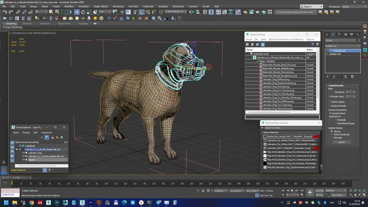 3D Labrador in a Muzzle Baskerville Fur