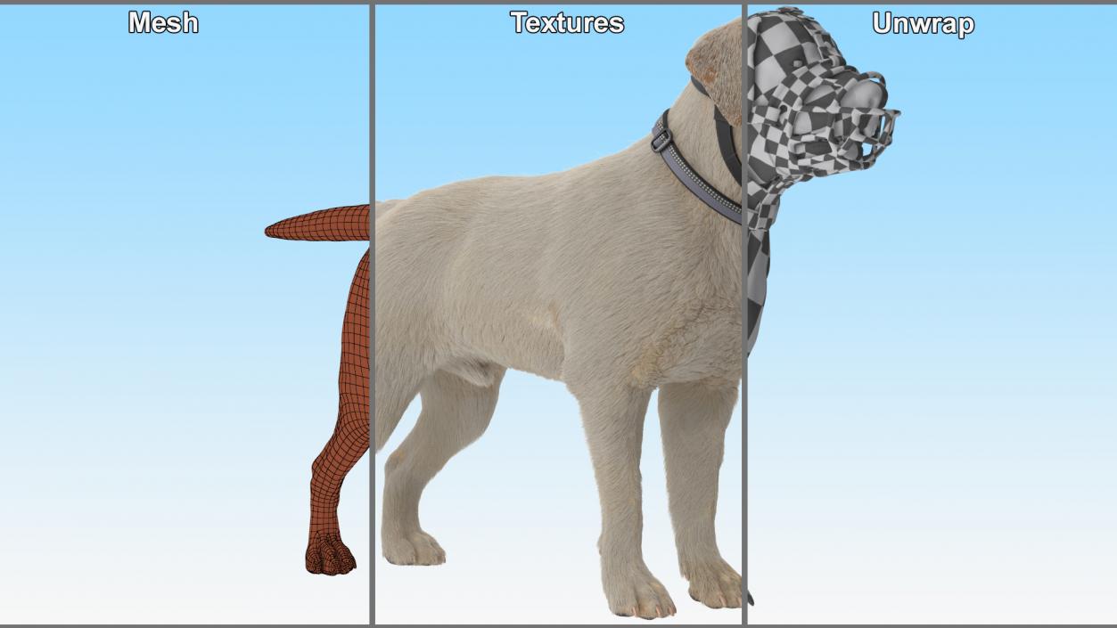 3D Labrador in a Muzzle Baskerville Fur