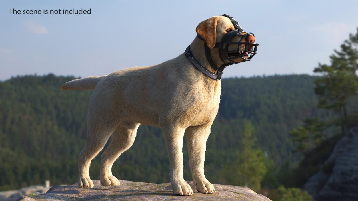 3D Labrador in a Muzzle Baskerville Fur