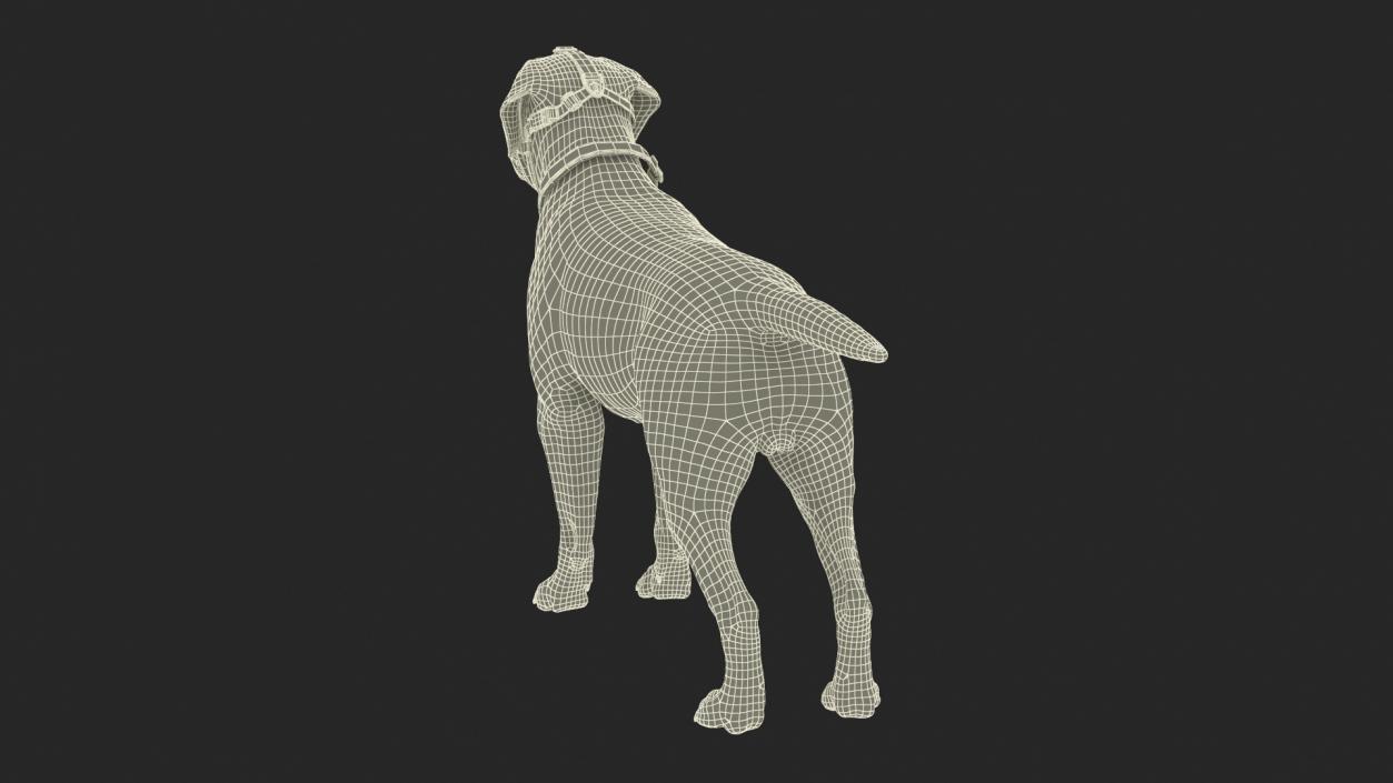 3D Labrador in a Muzzle Baskerville Fur