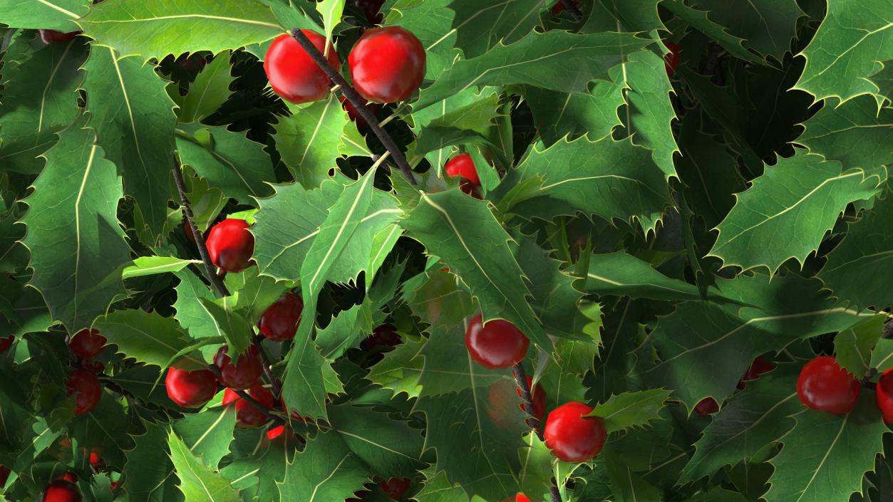 Holly Green Tree with Berries 3D model