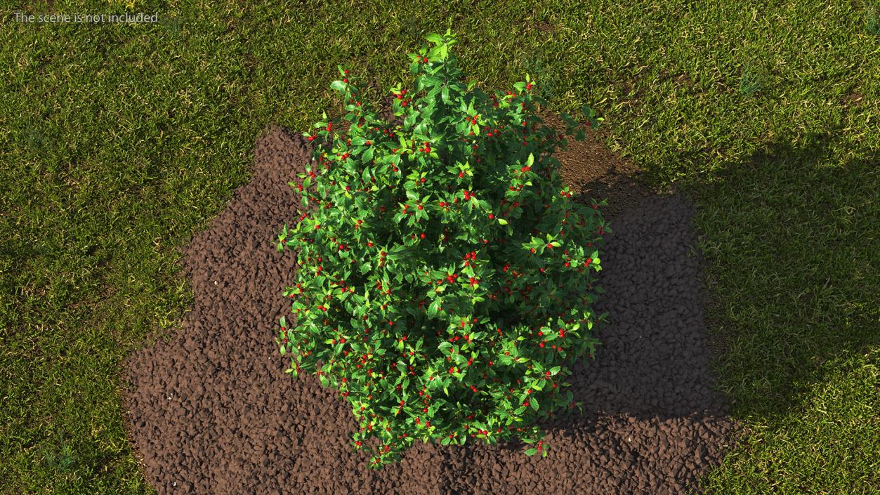 Holly Green Tree with Berries 3D model