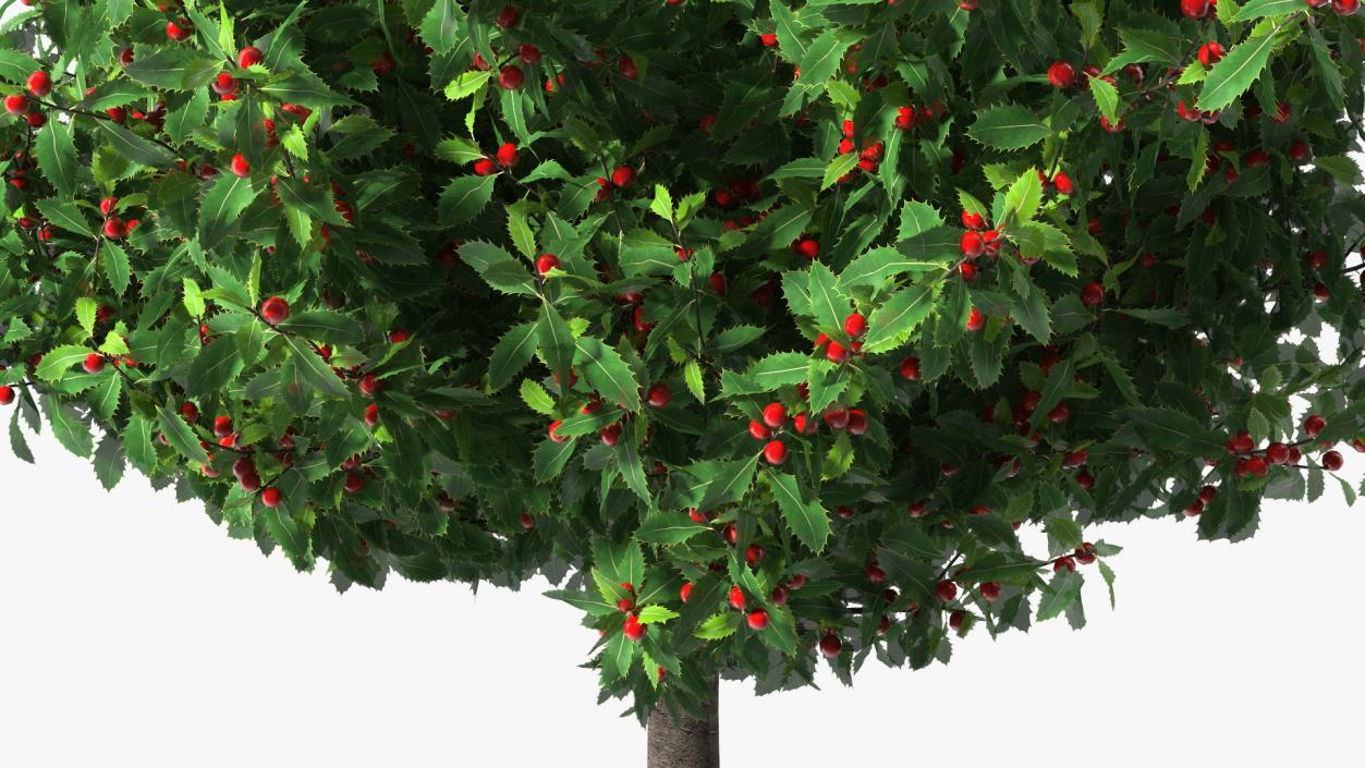 Holly Green Tree with Berries 3D model