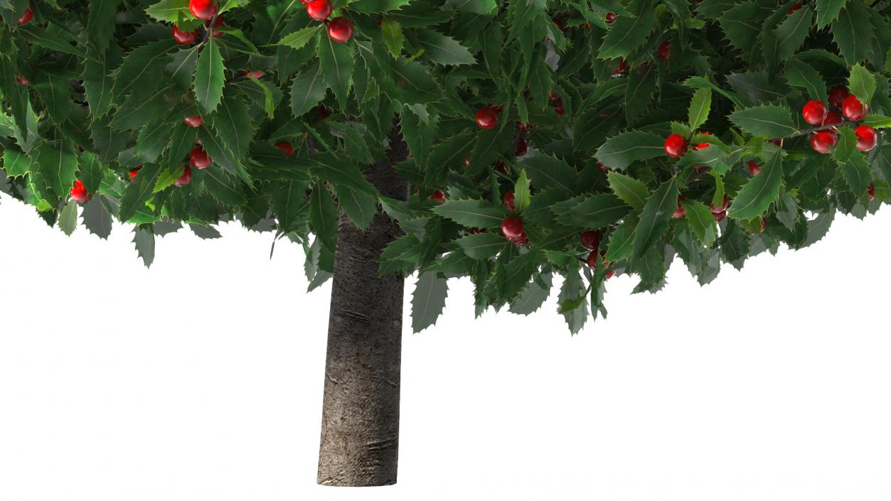 Holly Green Tree with Berries 3D model