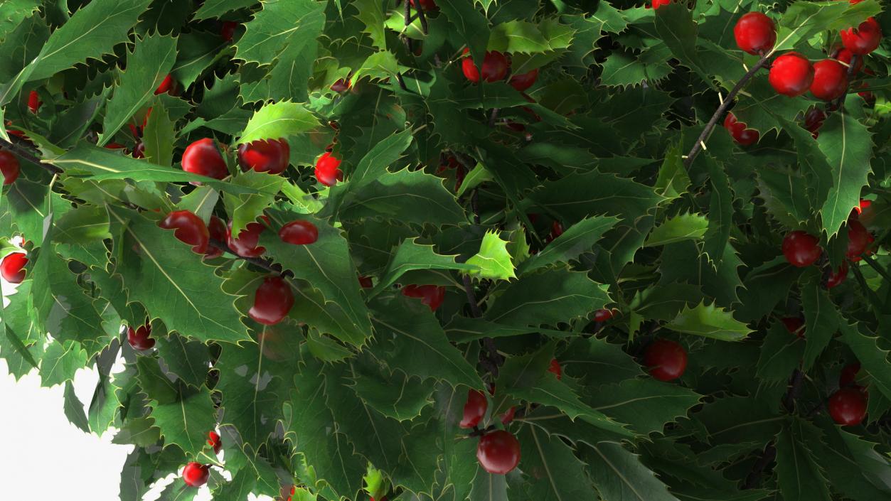 Holly Green Tree with Berries 3D model