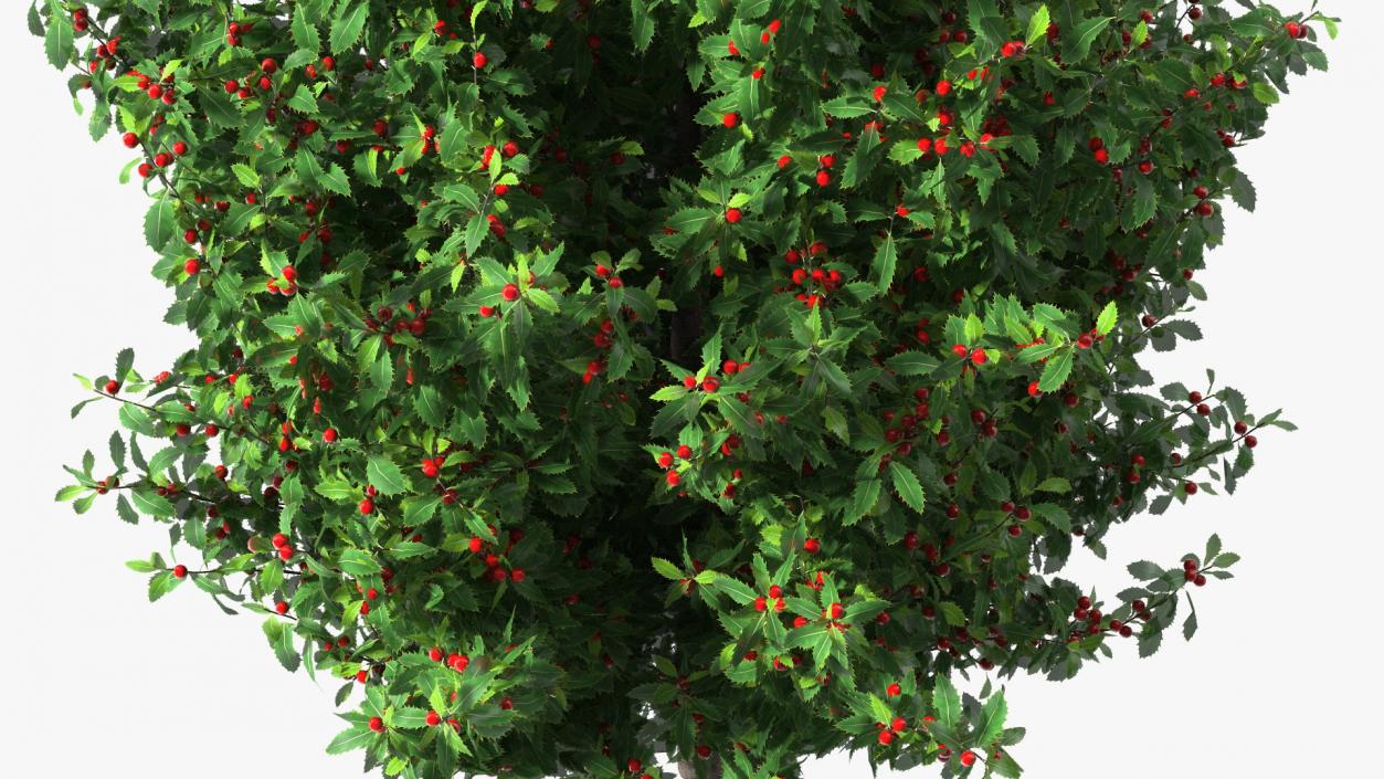 Holly Green Tree with Berries 3D model