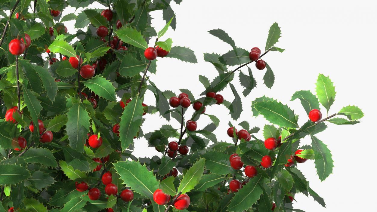 Holly Green Tree with Berries 3D model