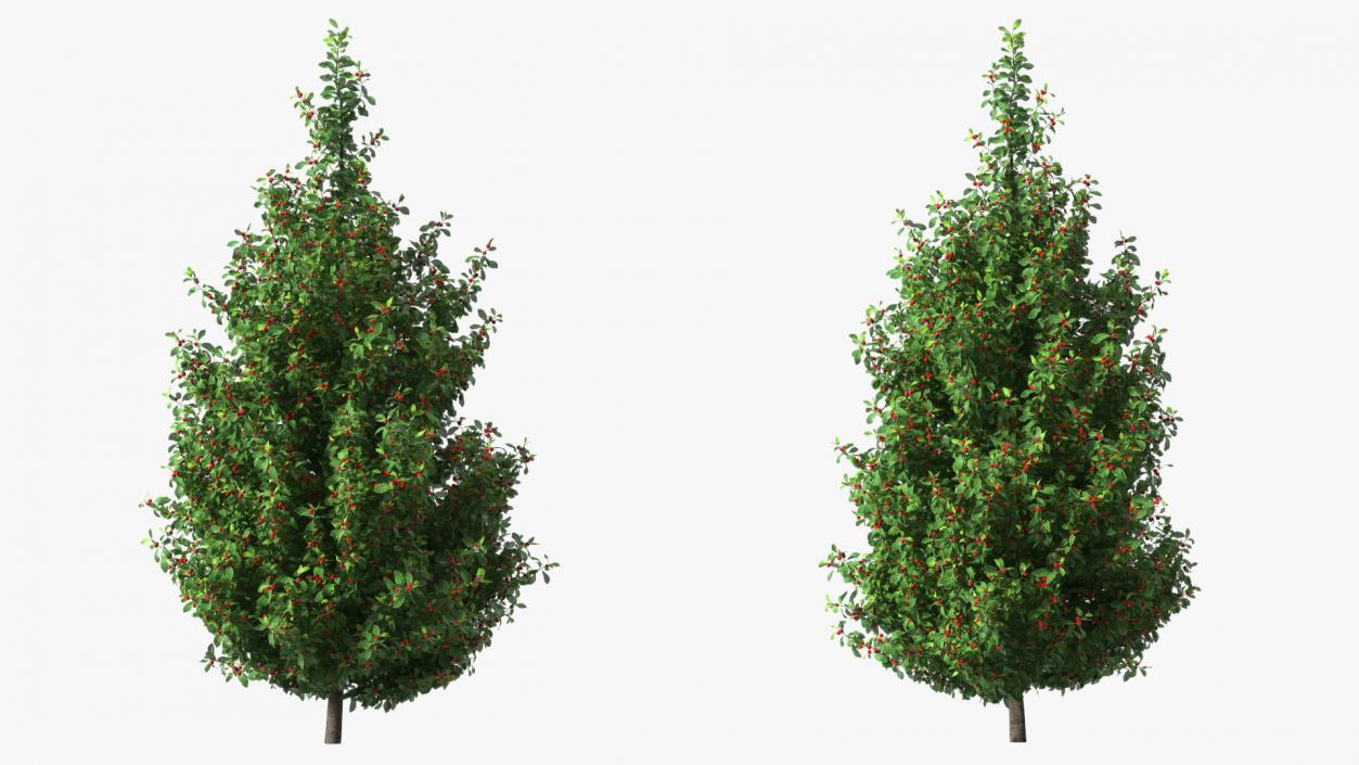 Holly Green Tree with Berries 3D model