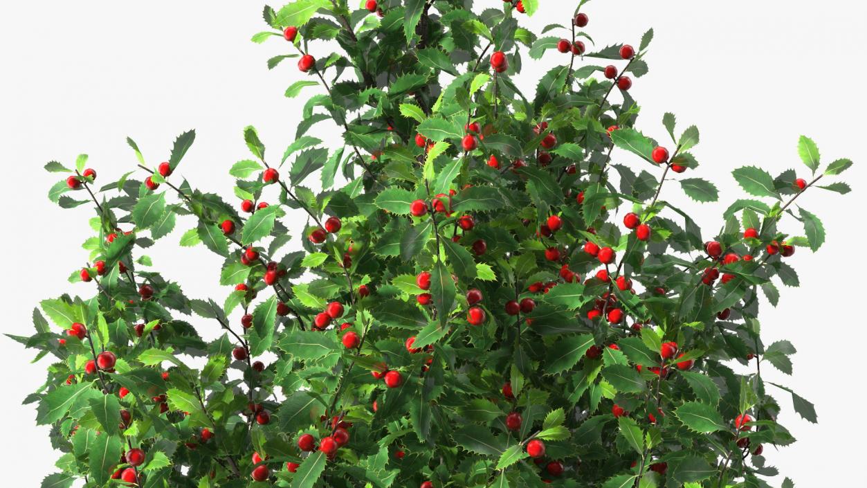 Holly Green Tree with Berries 3D model