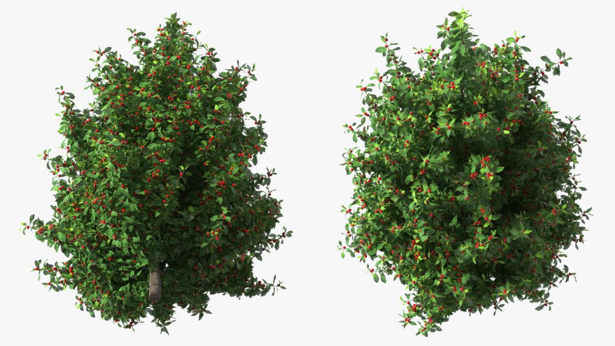 Holly Green Tree with Berries 3D model