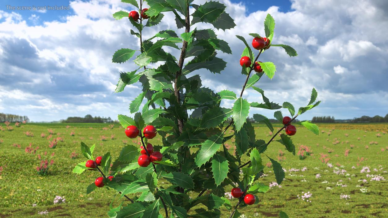 Holly Green Tree with Berries 3D model