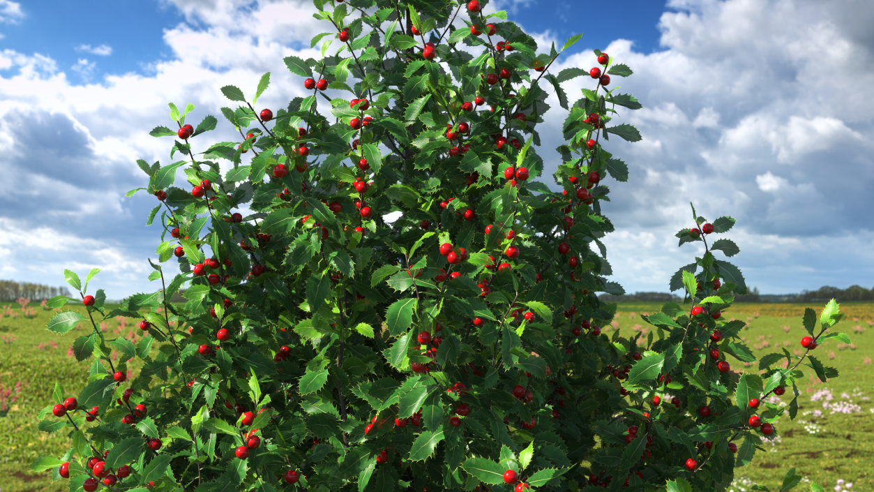 Holly Green Tree with Berries 3D model