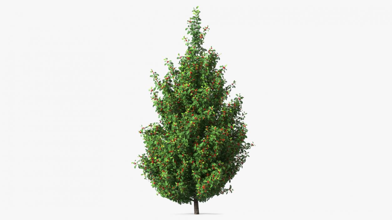 Holly Green Tree with Berries 3D model