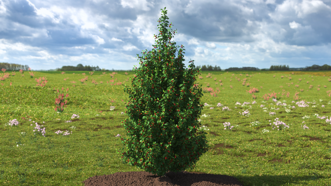 Holly Green Tree with Berries 3D model