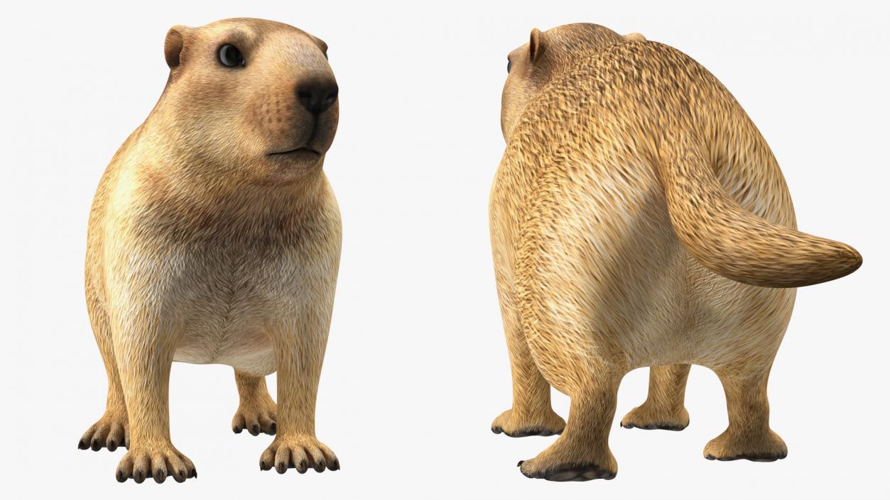 3D Alpine Marmot model