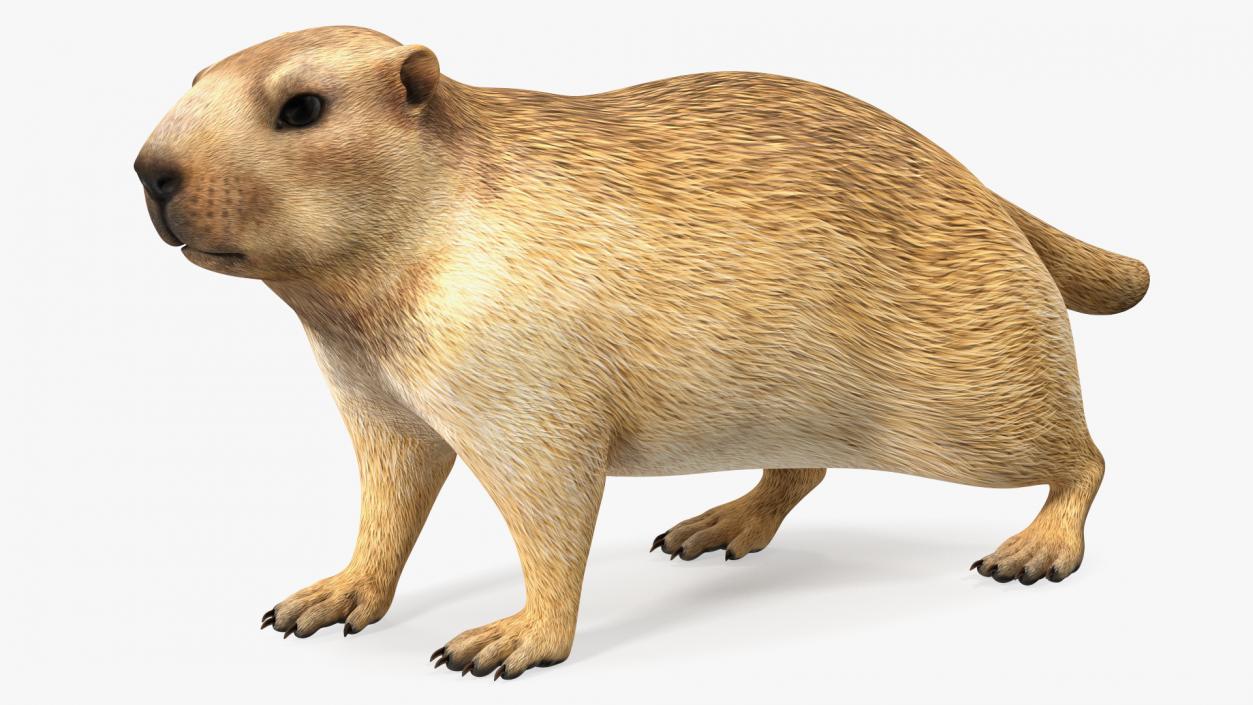 3D Alpine Marmot model