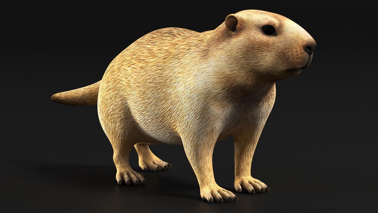 3D Alpine Marmot model