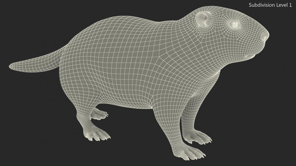 3D Alpine Marmot model