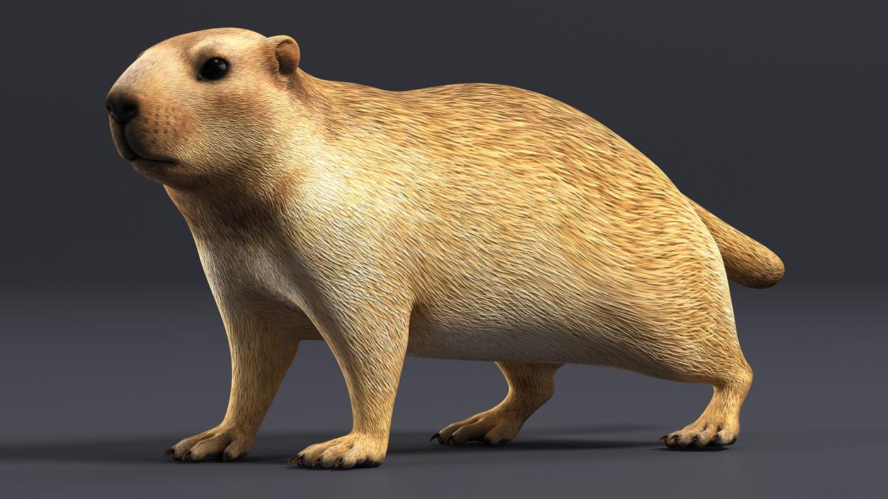 3D Alpine Marmot model