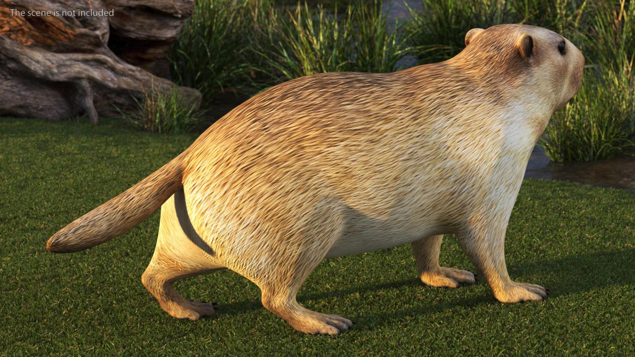 3D Alpine Marmot model