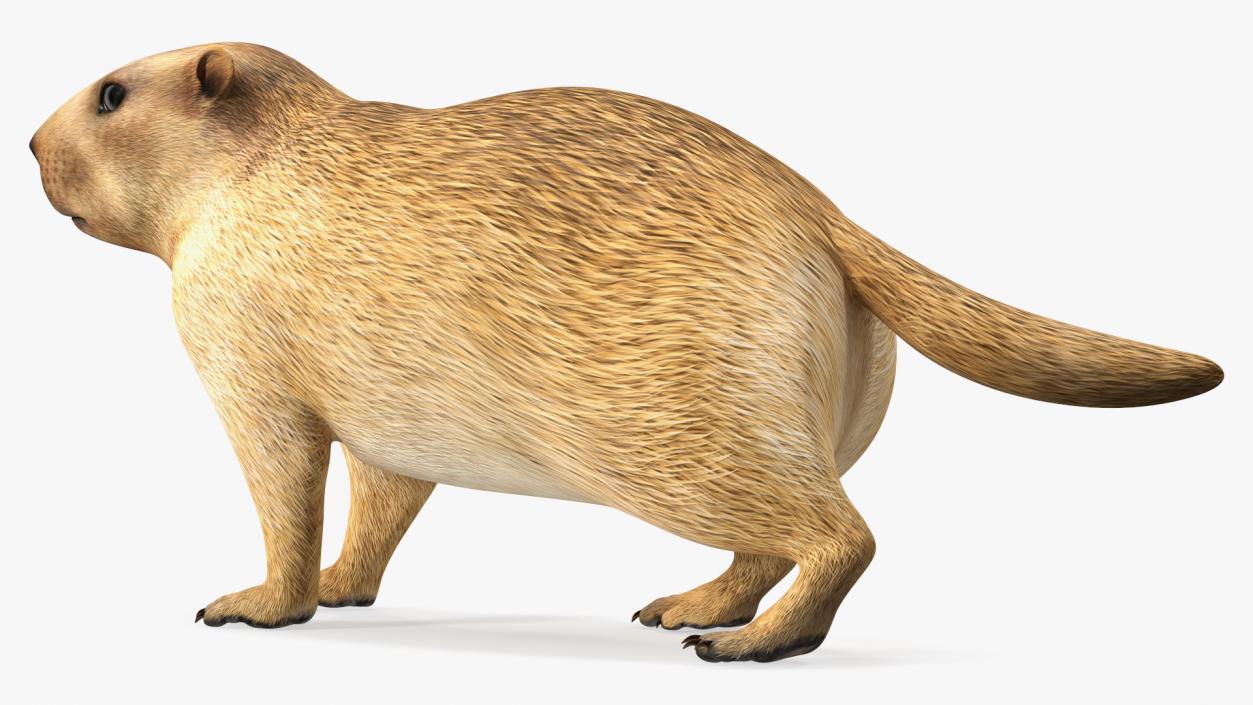 3D Alpine Marmot model