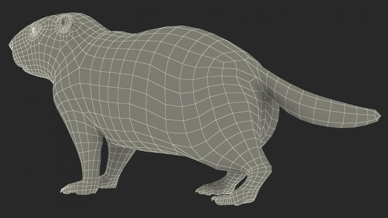 3D Alpine Marmot model