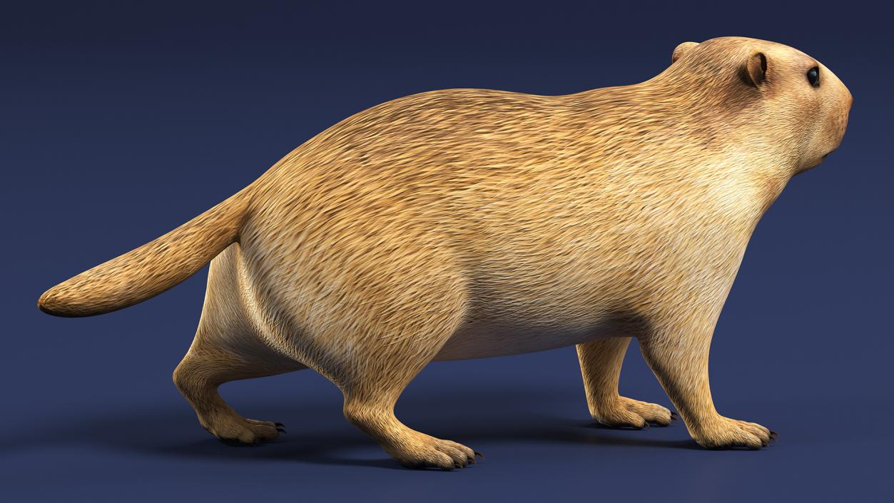 3D Alpine Marmot model