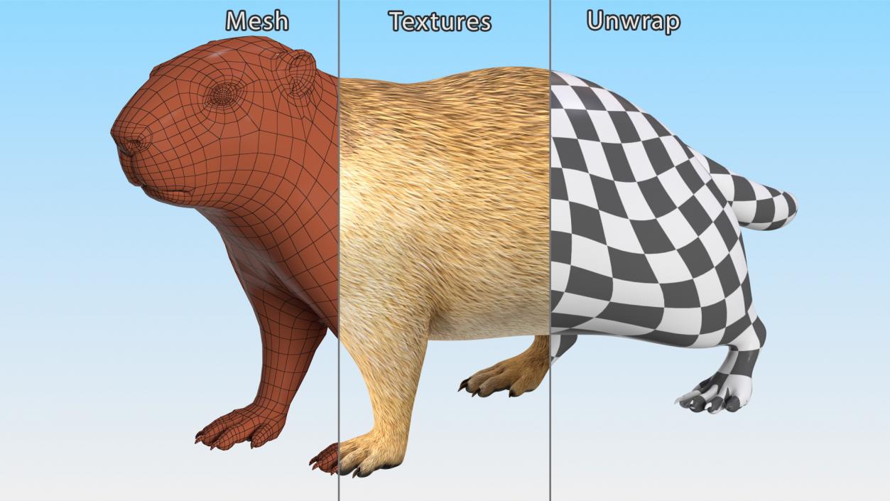 3D Alpine Marmot model