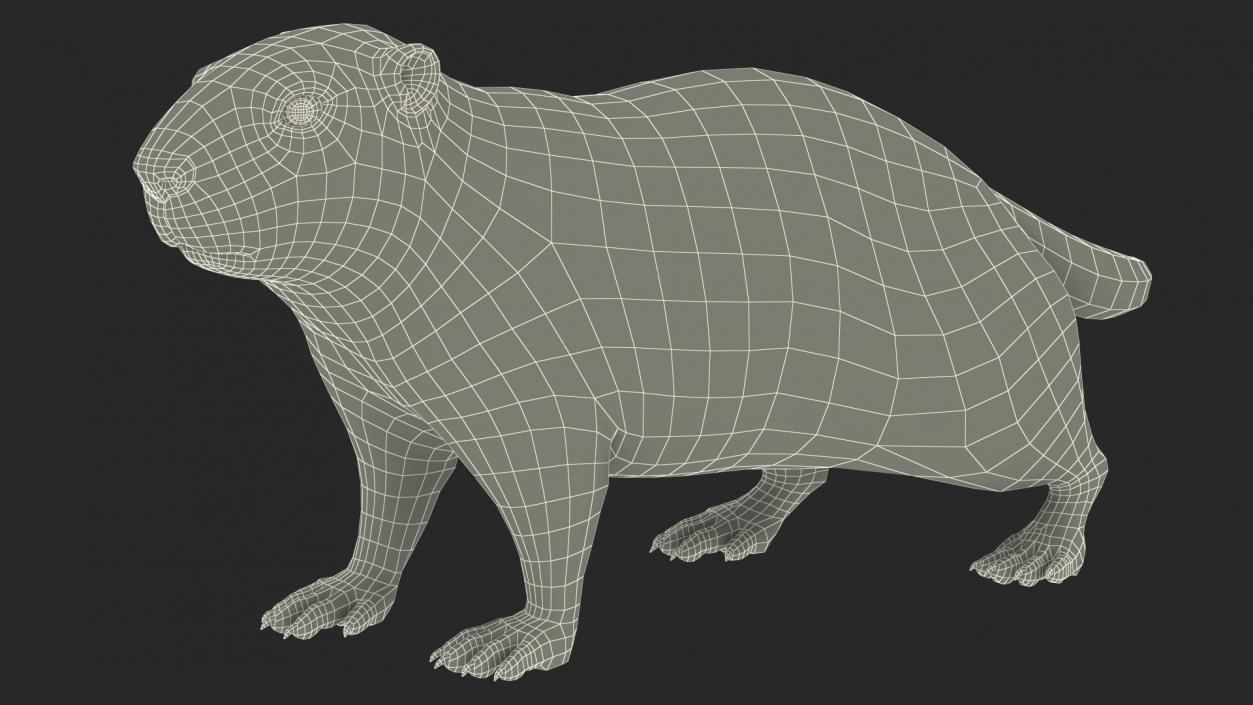 3D Alpine Marmot model