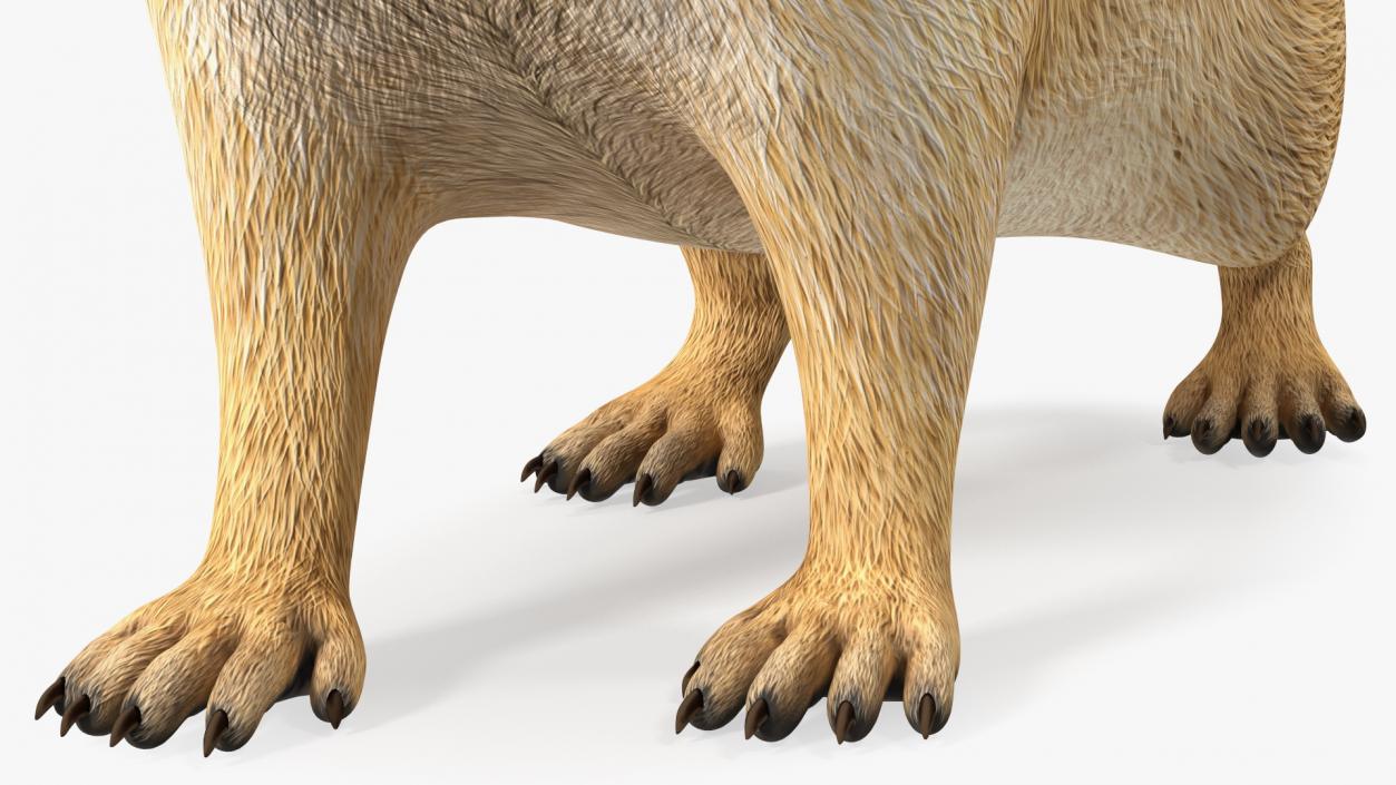 3D Alpine Marmot model