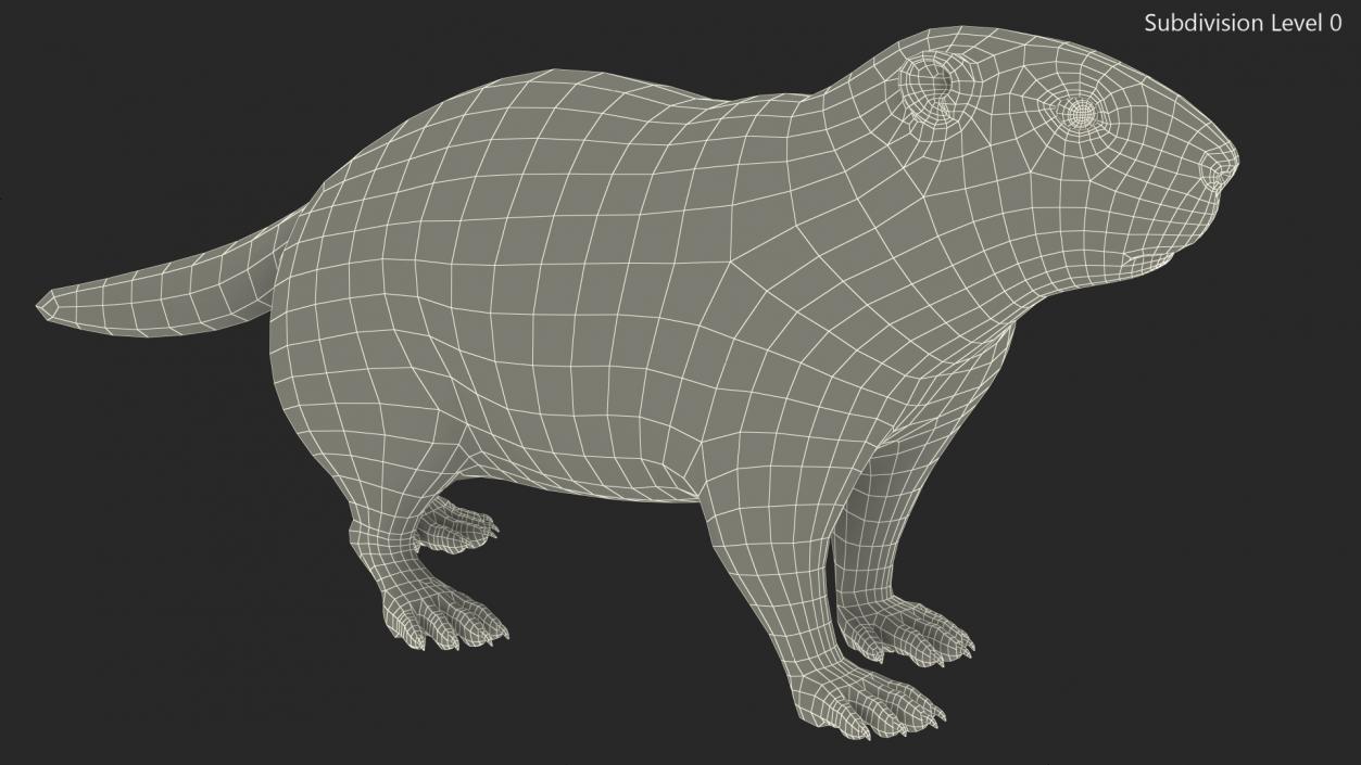 3D Alpine Marmot model