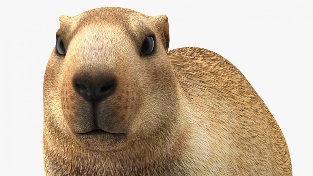 3D Alpine Marmot model