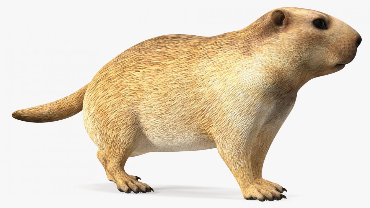 3D Alpine Marmot model