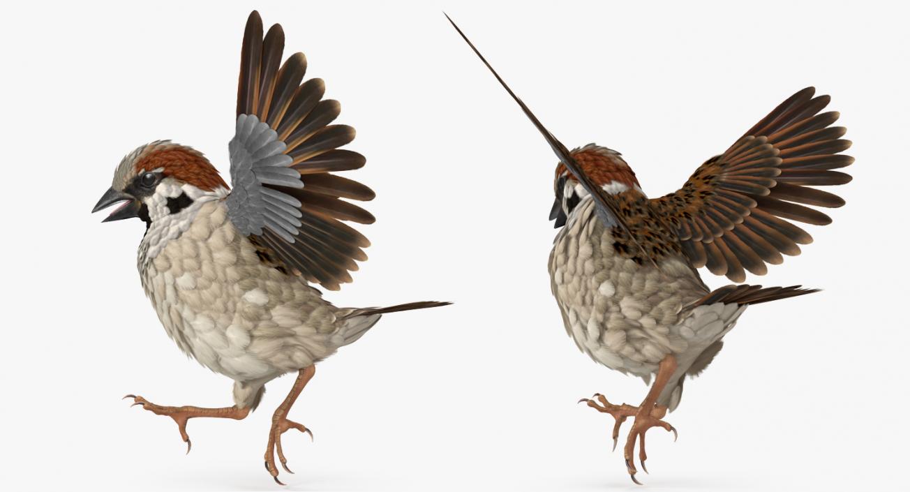 3D model Sparrow Walking Pose