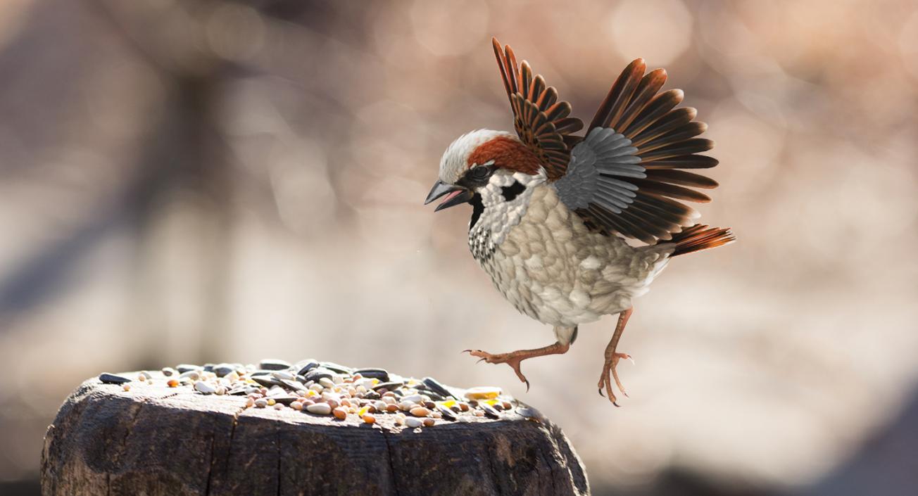 3D model Sparrow Walking Pose