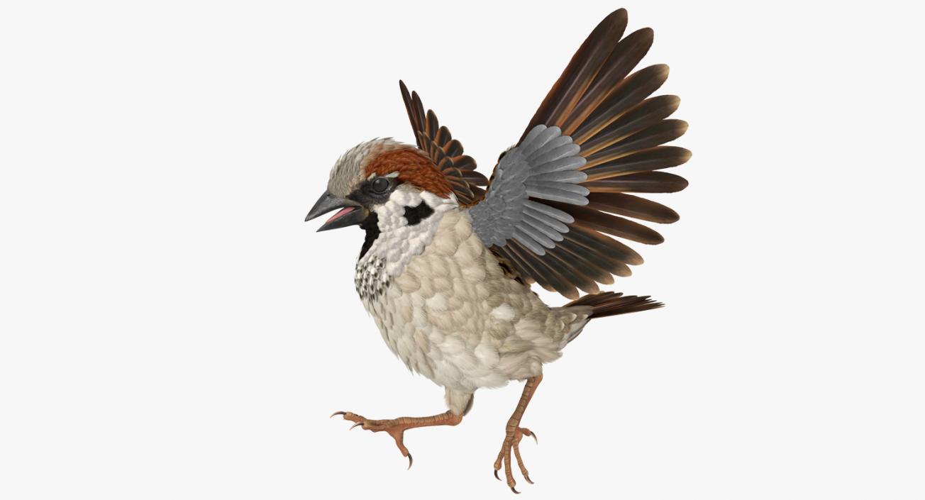 3D model Sparrow Walking Pose