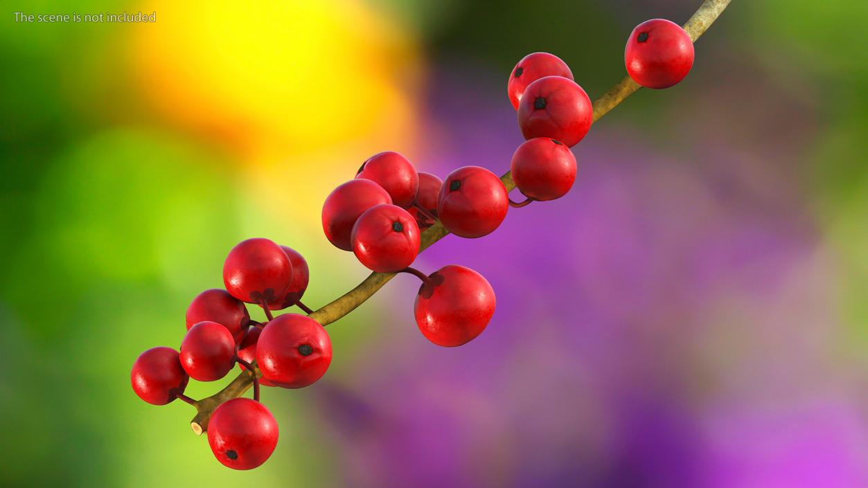 3D Ilex Aquifolium Berries on Branch model