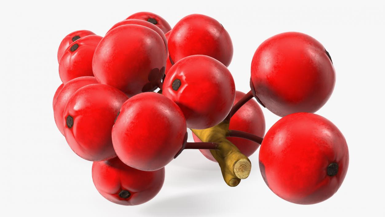 3D Ilex Aquifolium Berries on Branch model