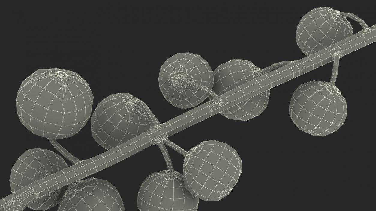 3D Ilex Aquifolium Berries on Branch model