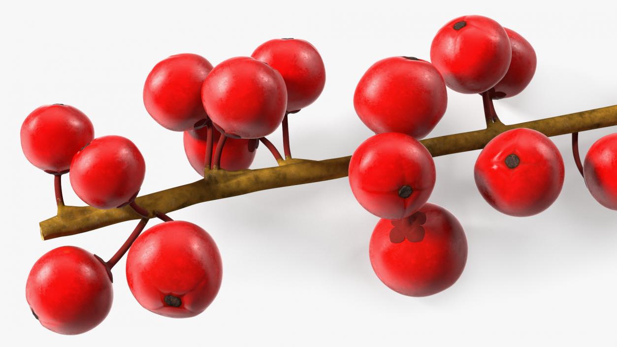 3D Ilex Aquifolium Berries on Branch model