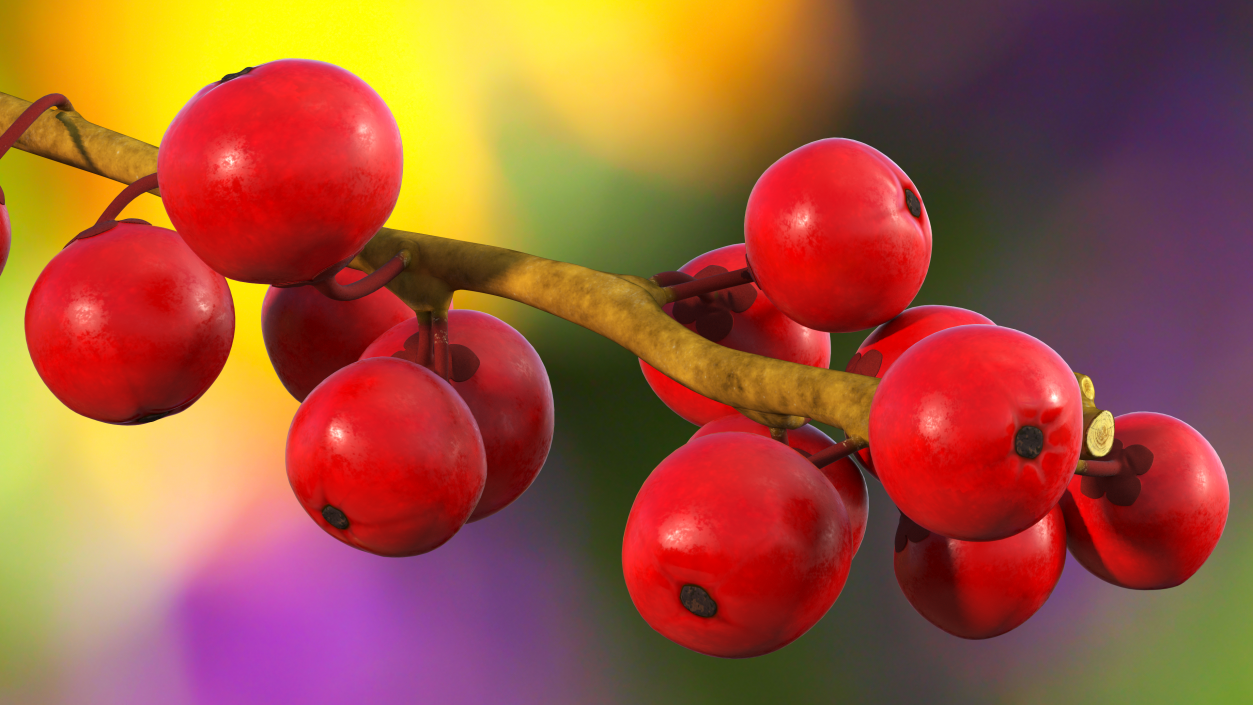 3D Ilex Aquifolium Berries on Branch model